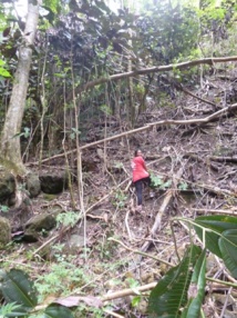La sauvegarde du Monarque de Tahiti: une chaine de solidarité hors du commun La sauvegarde du Monarque de Tahiti: une chaine de solidarité hors du commun
