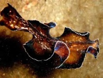 Une nouvelle espèce de ver plat découverte en Europe, une menace pour la biodiversité