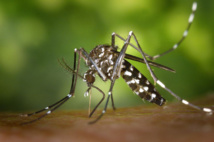 Moustiques : la menace du zika s’éloigne, celle de la dengue se ravive