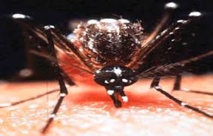 La dengue a fait sept morts à Fidji