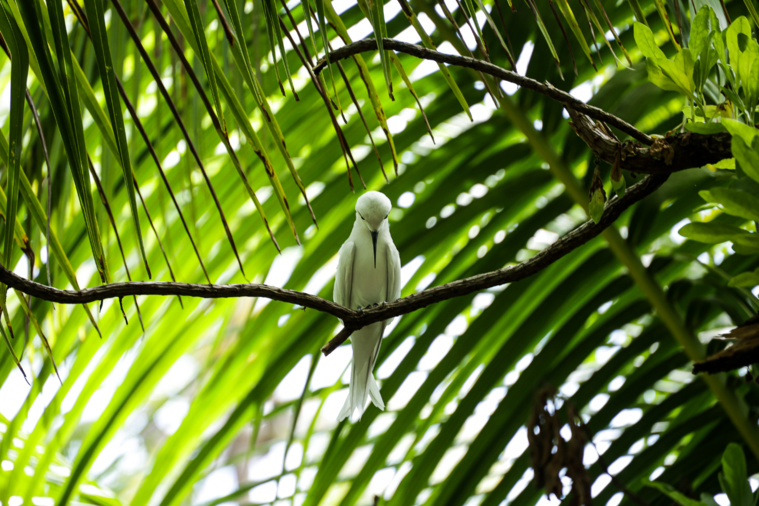 À Rangiroa, danger imminent pour le vini des Tuamotu À Rangiroa, danger imminent pour le vini des Tuamotu