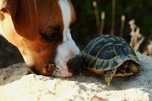Afrique du Sud: un chien dressé pour renifler des tortues rares