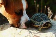 Afrique du Sud: un chien dressé pour renifler des tortues rares Afrique du Sud: un chien dressé pour renifler des tortues rares
