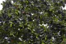 Venez régaler vos pupilles et vos papilles au 2ème Festival du 'uru