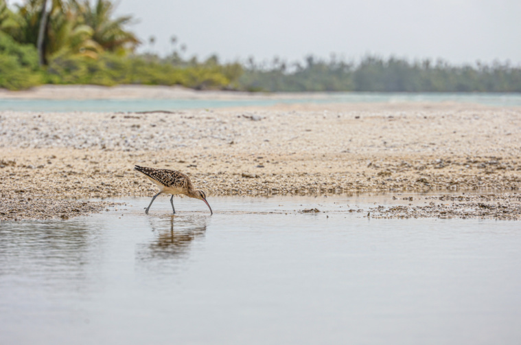Le Kivi Kuaka, sentinelle anti-cyclone Le Kivi Kuaka, sentinelle anti-cyclone