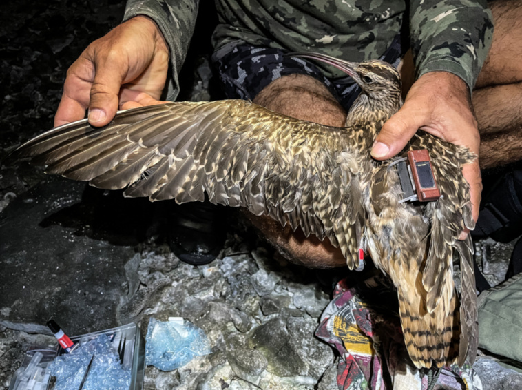 L'équipement ne représente entre 1,5 et 2% du poids d’un oiseau. L'équipement ne représente entre 1,5 et 2% du poids d’un oiseau.