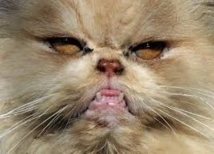 USA: terrorisés par leur chat persan, ils demandent l'aide de la police USA: terrorisés par leur chat persan, ils demandent l'aide de la police