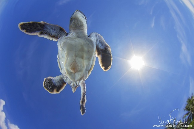 Un bébé tortue passe juste entre l'objectif et la surface. C'est au mois d'avril, le jour de l'éclosion d'un nid. Des dizaines de petites tortues sortent du sable et rejoignent le plus rapidement possible la mer. C'était l'occasion de faire une photo originale avec le ciel comme toile de fond.