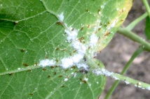 Alerte à la petite fourmi de feu à Raiatea Alerte à la petite fourmi de feu à Raiatea