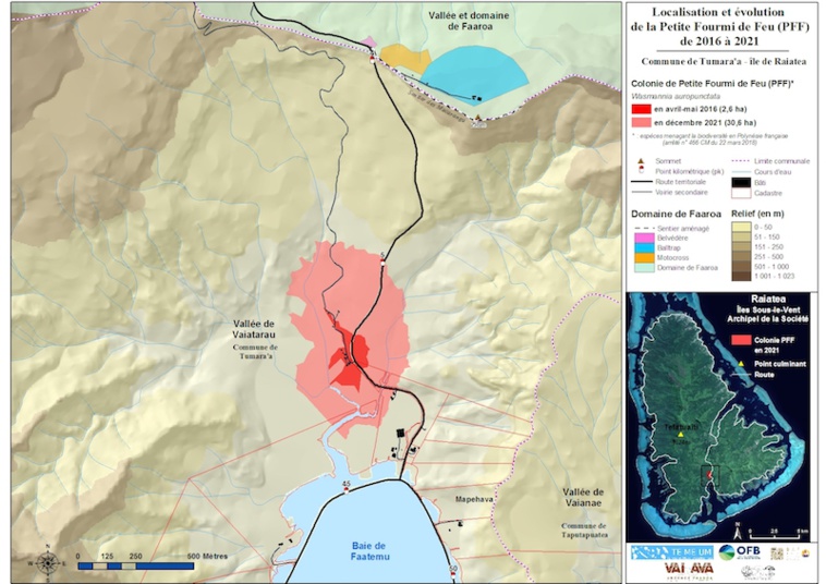 Alerte à la petite fourmi de feu à Raiatea Alerte à la petite fourmi de feu à Raiatea
