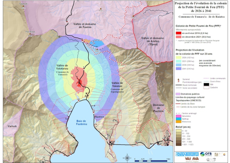 Alerte à la petite fourmi de feu à Raiatea Alerte à la petite fourmi de feu à Raiatea