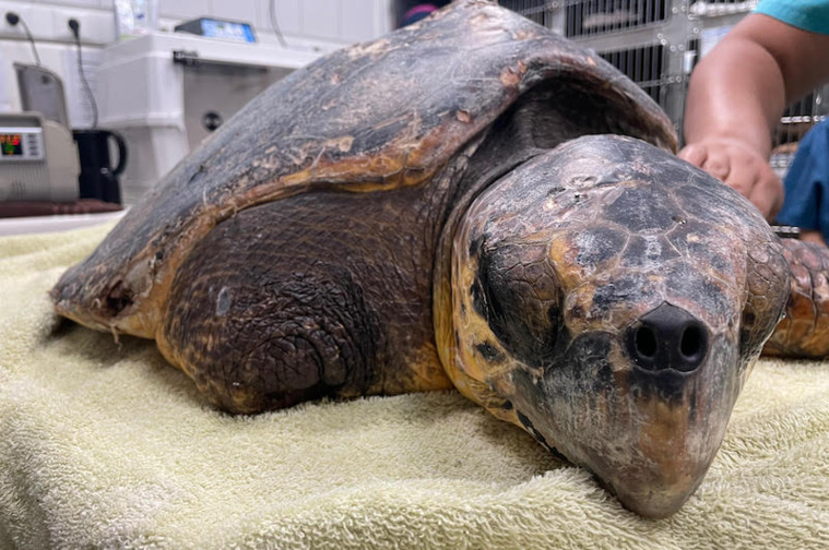 Des nouvelles de la tortue évasanée Des nouvelles de la tortue évasanée