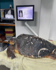 Des nouvelles de la tortue évasanée Des nouvelles de la tortue évasanée