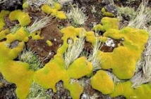 Des mousses antarctiques revivent après 1.500 ans d'hibernation sous la glace