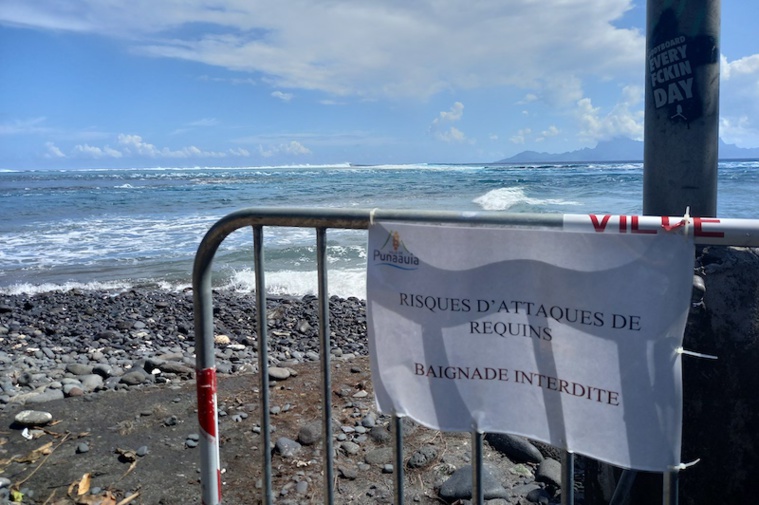 Après l'attaque de requin, les clubs de plongée démentent tout "shark feeding" Après l'attaque de requin, les clubs de plongée démentent tout "shark feeding"
