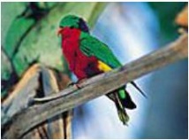 Sauvegarde du monarque de Tahiti: Vini soutient l'association Manu Sauvegarde du monarque de Tahiti: Vini soutient l'association Manu