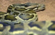 Le python voyageur ne perd jamais le nord Le python voyageur ne perd jamais le nord