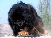 Chine: un chien vendu pour 1,4 million d'euros