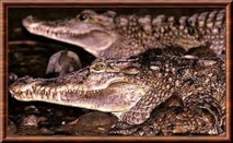 Pays-Bas: un crocodile rare meurt en plein accouplement Pays-Bas: un crocodile rare meurt en plein accouplement