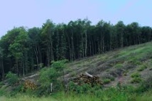 Les terres boisées continuent à régresser à l'échelle mondiale