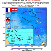 La tortue Ariti a parcouru près de 10 000 Kms La tortue Ariti a parcouru près de 10 000 Kms