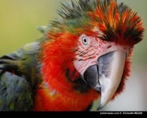 Quatre ans ferme pour des cambrioleurs trahis par un perroquet Quatre ans ferme pour des cambrioleurs trahis par un perroquet