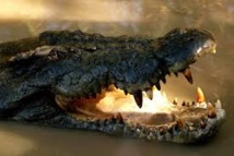 L'Australie renonce à son projet de safaris aux crocodiles L'Australie renonce à son projet de safaris aux crocodiles