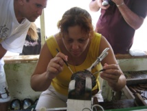 Mars 2009 - Rangiroa - sa 1ère greffe Mars 2009 - Rangiroa - sa 1ère greffe