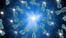 Chromosome de synthèse, un nouveau pas vers la création du "vivant artificiel"