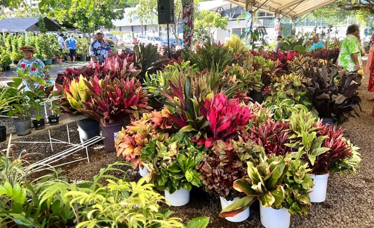11ème édition des Floralies du 19 au 29 mai à Punaauia 11ème édition des Floralies du 19 au 29 mai à Punaauia