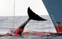 Chasse à la baleine: le Japon respectera le verdict de la CIJ