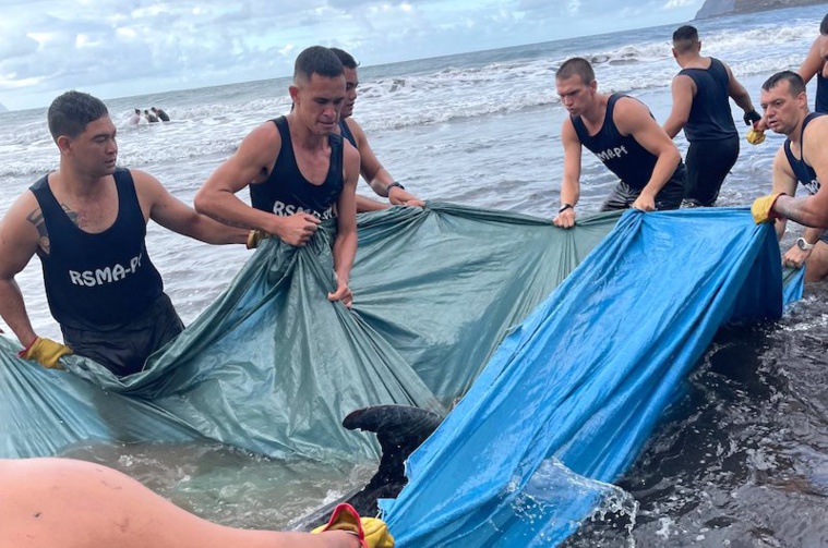 Opération de sauvetage de globicéphales qui étaient échoués sur la plage de Atuona à Hiva Oa, mercredi matin.©SMA des îles Marquises.