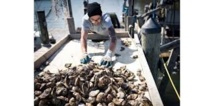 L'huître au menu, pour sauver la baie de Chesapeake L'huître au menu, pour sauver la baie de Chesapeake