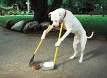 Espagne: un détective pour pister les maîtres qui ne ramassent pas les crottes de chien Espagne: un détective pour pister les maîtres qui ne ramassent pas les crottes de chien