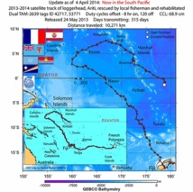 La tortue Ariti de retour dans l'hémisphère sud La tortue Ariti de retour dans l'hémisphère sud