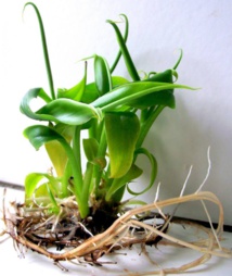 Élodie Cinquin-Beigbeder, femme de sciences Élodie Cinquin-Beigbeder, femme de sciences