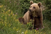 La population d'ours augmente dans les Pyrénées