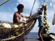 Cinematamua 95: 1973, un reportage sur la pêche en Polynésie signé Henri Rohfritsch Cinematamua 95: 1973, un reportage sur la pêche en Polynésie signé Henri Rohfritsch