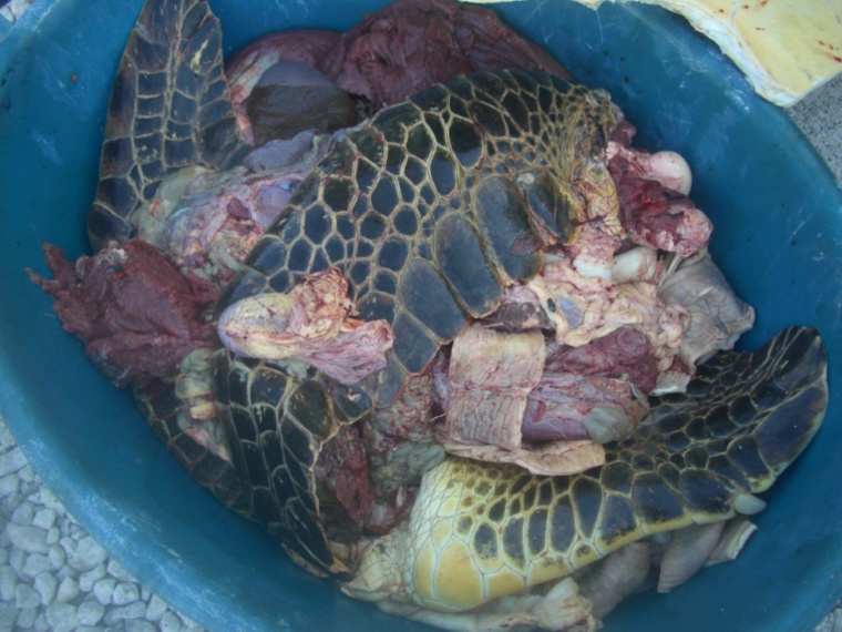 Deux mois de sursis pour 4 kg de viande de tortue Deux mois de sursis pour 4 kg de viande de tortue