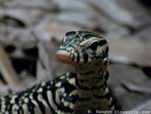 Des bébés dragons de Komodo à la Ferme aux crocodiles