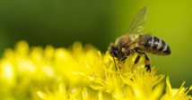 Le Sénat reconnaît l'abeille comme bio-indicateur