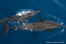L’observatoire des cétacés a besoin de toi L’observatoire des cétacés a besoin de toi