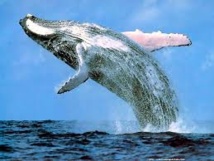 Le Japon va revoir son plan de chasse à la baleine dans l'Antarctique après la décision de la CIJ