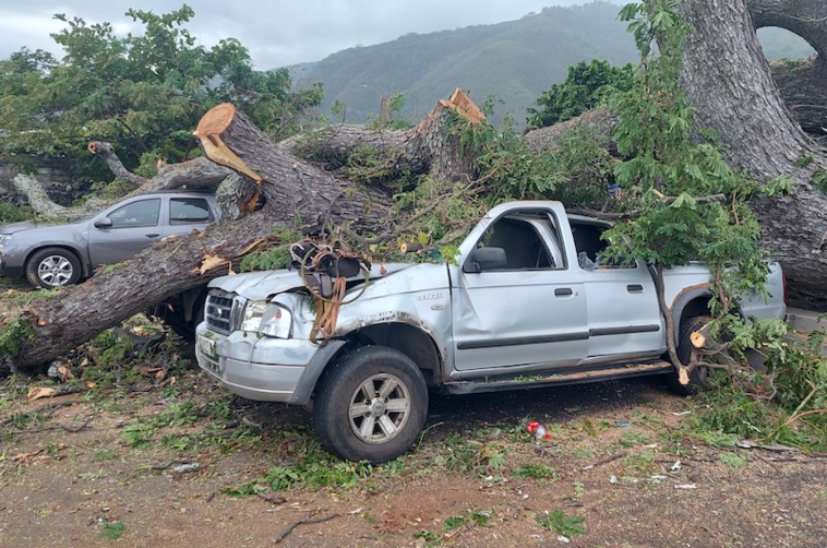 Un arbre s'effondre sur trois voitures à Paea Un arbre s'effondre sur trois voitures à Paea