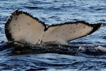 Canada: les baleines à bosse sacrifiées pour des oléoducs, selon l'opposition