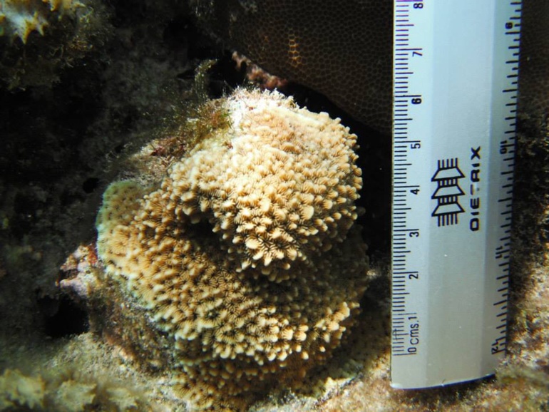 La régénérescence de la flore lagonnaire est la priorité de l’association Tamari’i Pointe des pêcheurs. Crédit photo : ATPP La régénérescence de la flore lagonnaire est la priorité de l’association Tamari’i Pointe des pêcheurs. Crédit photo : ATPP