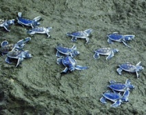 Ecologie : La tortue au cœur des débats Ecologie : La tortue au cœur des débats