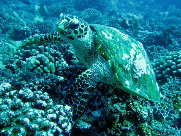 Ecologie : La tortue au cœur des débats