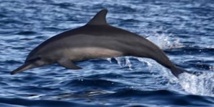 Présence d’un dauphin dans le lagon: une mission d’évaluation fait le point Présence d’un dauphin dans le lagon: une mission d’évaluation fait le point