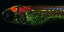 Alzheimer : des expériences sur des poissons zèbres prometteuses, selon le Pr Baulieu Alzheimer : des expériences sur des poissons zèbres prometteuses, selon le Pr Baulieu
